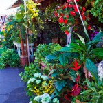 Brighten Up Your Home And Garden