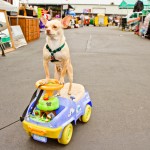 Remember A Cart For Your Pet