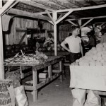 Stocking Up On Produce